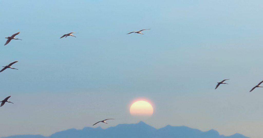 Blue Sky with sun and birds flying.