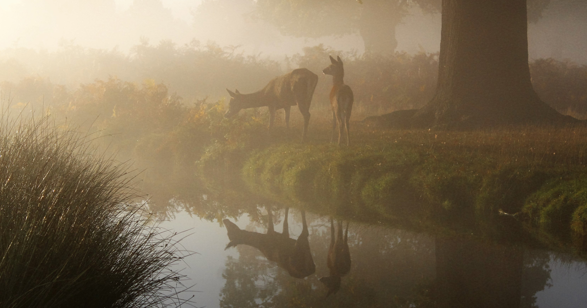 Deer near water.