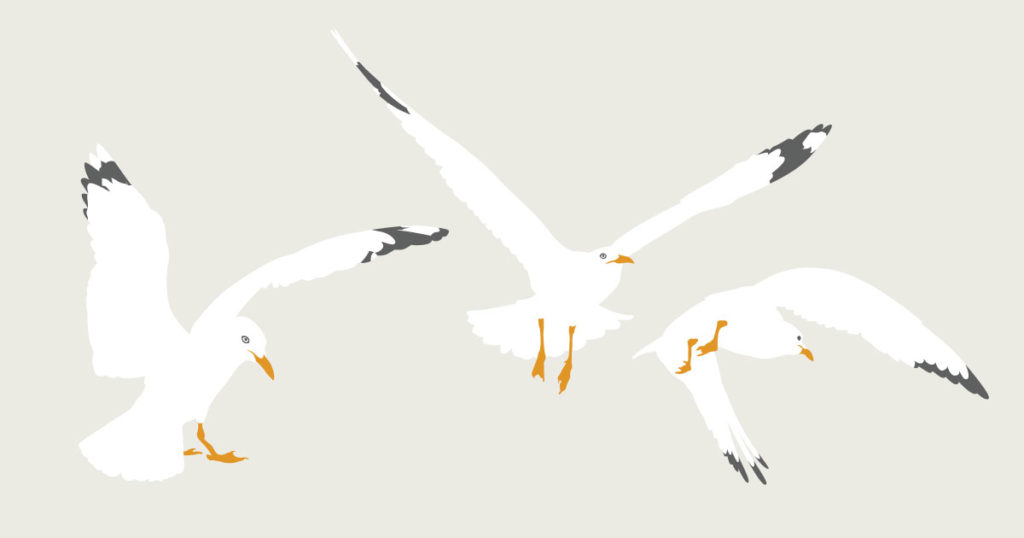 Seagulls