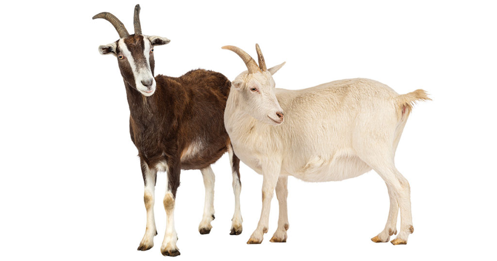 Two Goats